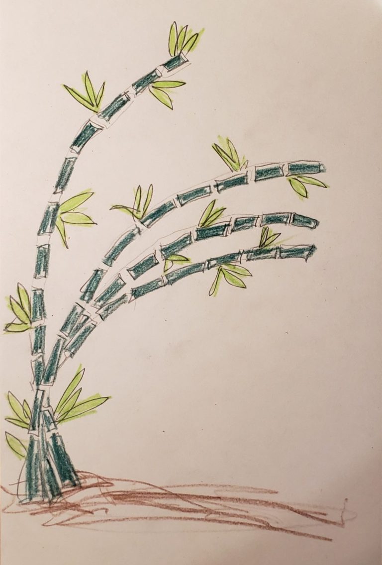 Drawing of a bamboo bush